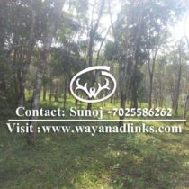 Land for sale wayanad