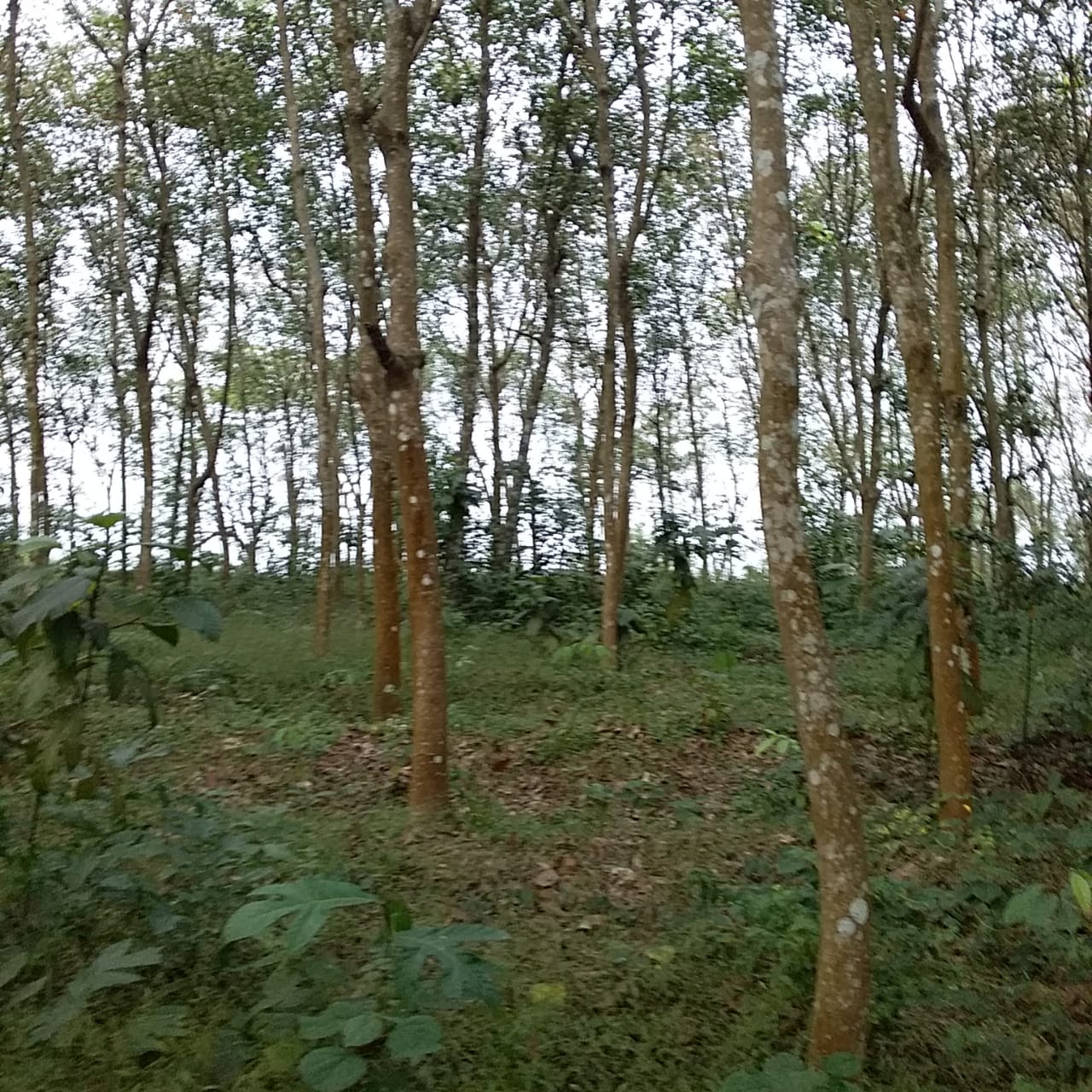 30 Cents of Land With Rubber Trees and Tar Road Frontage For Sale at Manthanam, Kunnamthanam