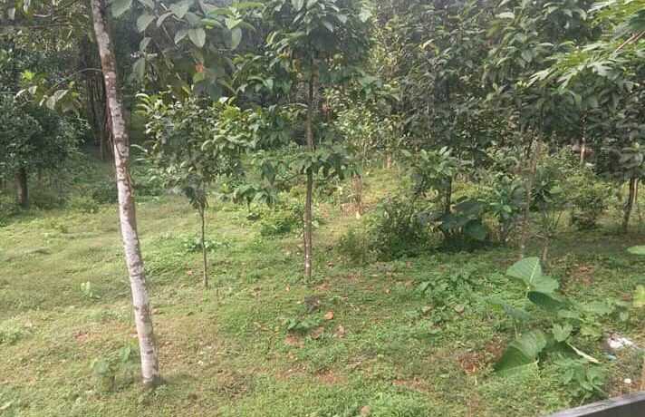 FB_IMG_15763155604621744